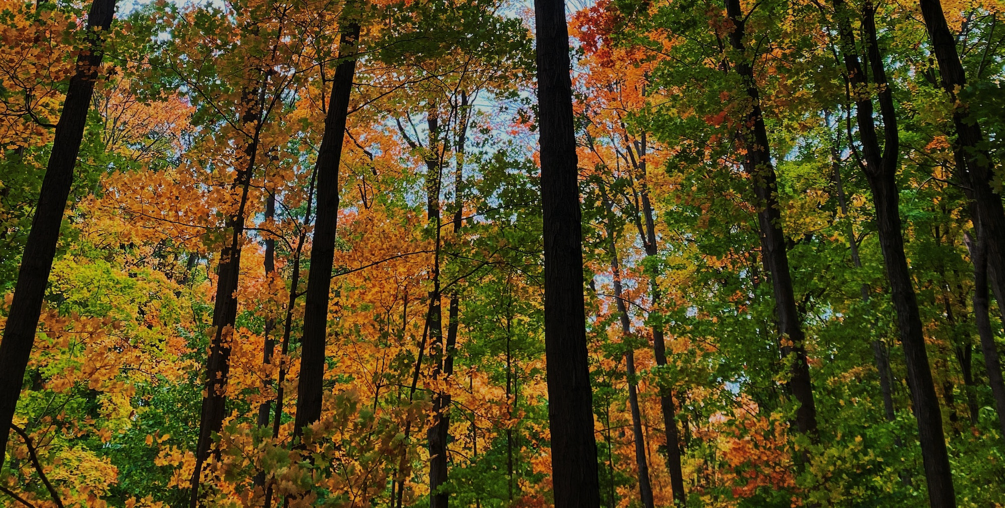 Autumn forest trail near Thorold